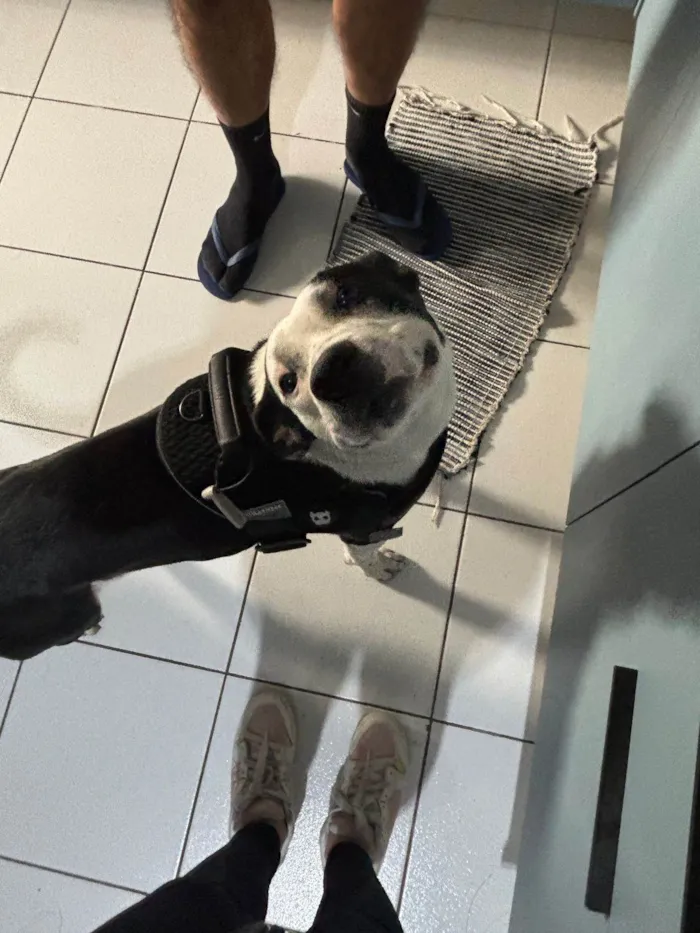 Cachorro ra a SRD-ViraLata idade 7 a 11 meses nome Revoada