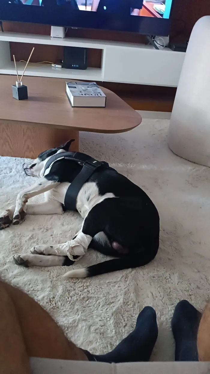 Cachorro ra a SRD-ViraLata idade 7 a 11 meses nome Revoada
