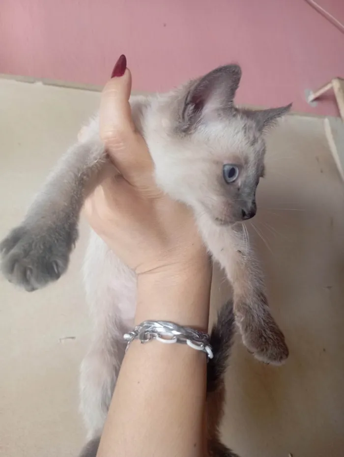 Gato ra a SRD-ViraLata idade Abaixo de 2 meses nome Não sei 