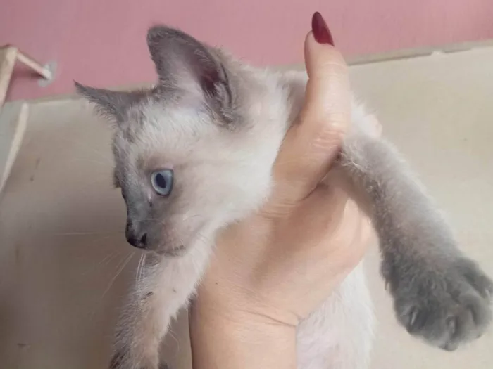 Gato ra a SRD-ViraLata idade Abaixo de 2 meses nome Não sei 