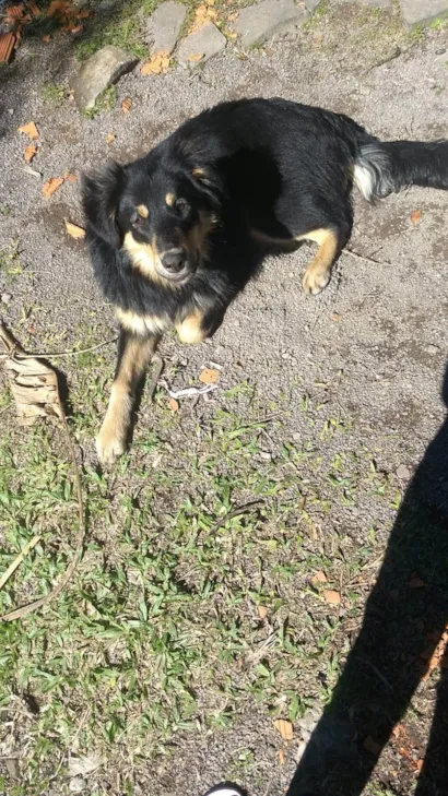 Cachorro raça SRD-ViraLata idade 6 ou mais anos nome Luck