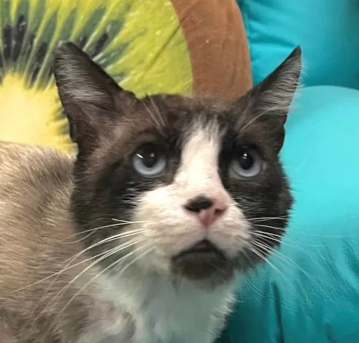 Gato ra a SRD-ViraLata idade 1 ano nome Fabrício 