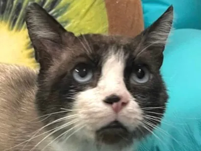 Gato raça SRD-ViraLata idade 1 ano nome Fabrício 