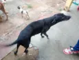 Pretinha