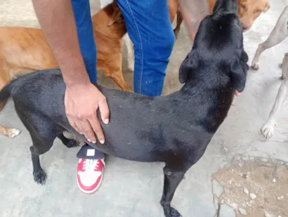 Cachorro raça SRD-ViraLata idade 2 anos nome Pretinha 