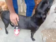 Pretinha