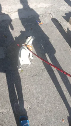 Cachorro raça SRD-ViraLata idade 3 anos nome zuko