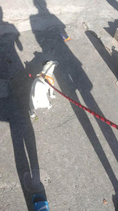 Cachorro raça SRD-ViraLata idade 3 anos nome zuko