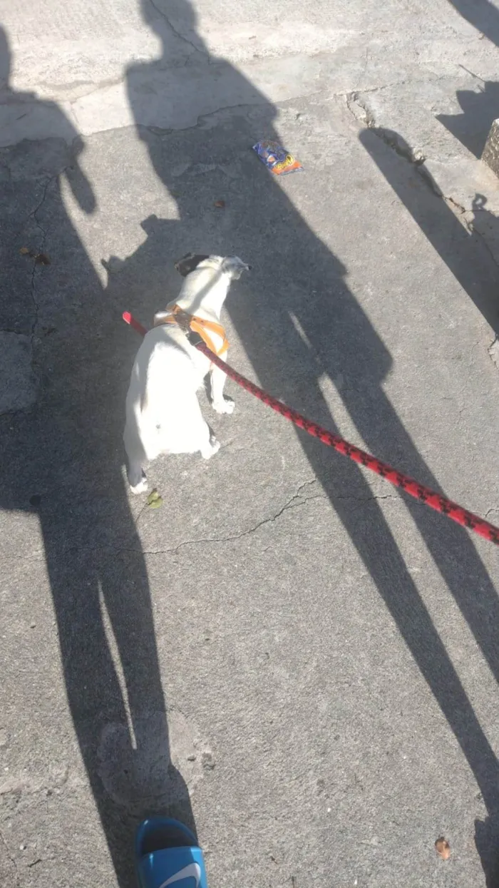 Cachorro ra a SRD-ViraLata idade 3 anos nome zuko