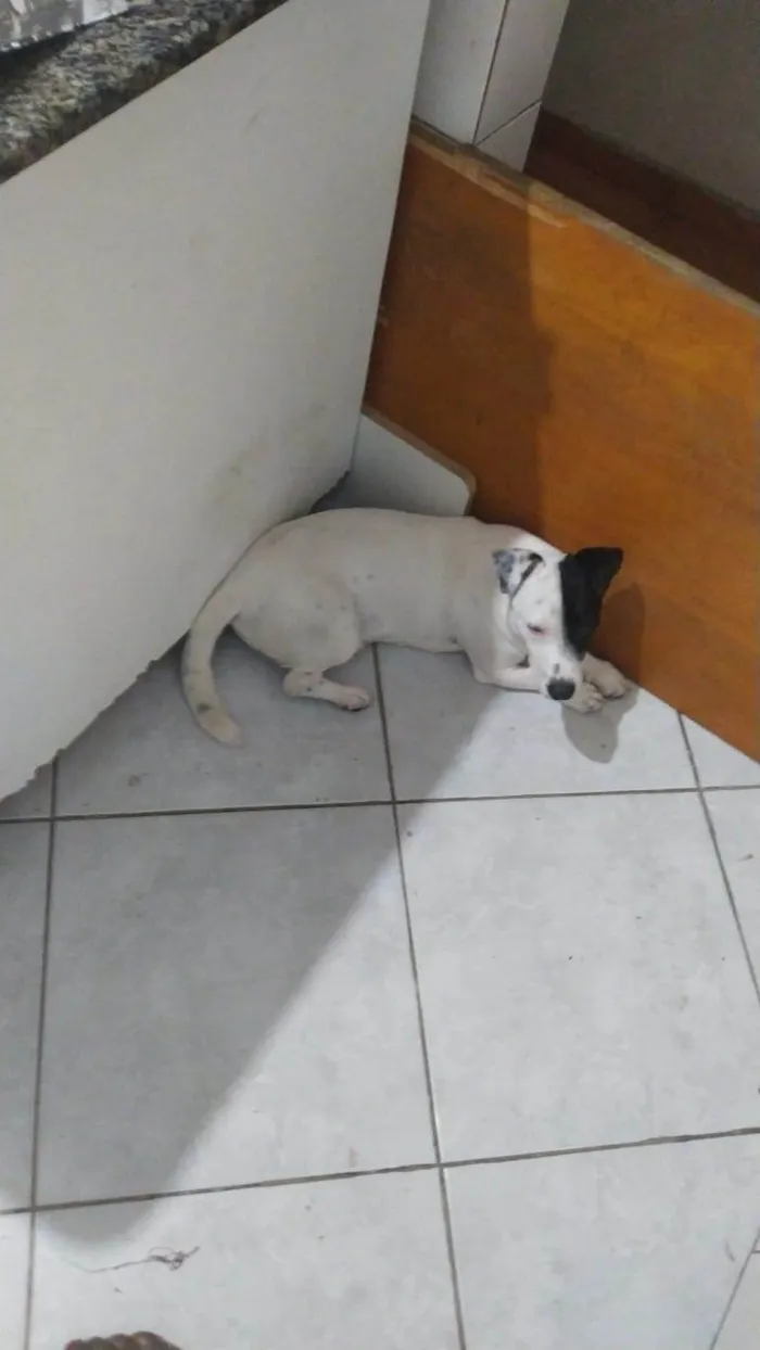 Cachorro ra a SRD-ViraLata idade 3 anos nome zuko