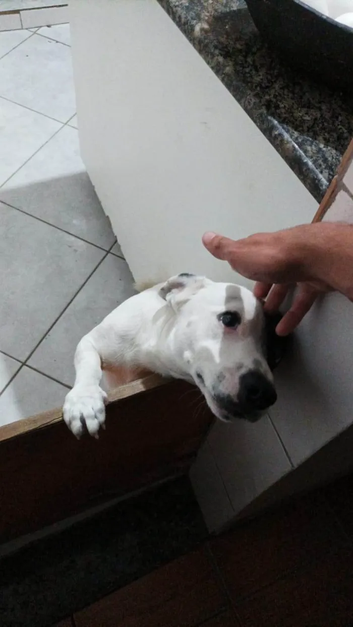 Cachorro ra a SRD-ViraLata idade 3 anos nome zuko