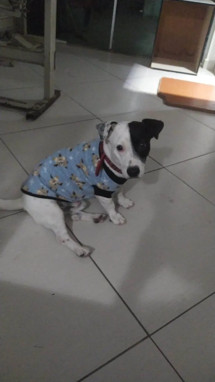Cachorro ra a SRD-ViraLata idade 3 anos nome zuko