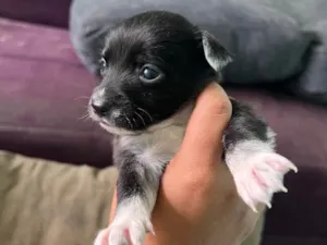 Cachorro raça SRD-ViraLata idade 2 a 6 meses nome Doação 