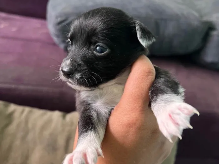 Cachorro ra a SRD-ViraLata idade 2 a 6 meses nome Doação 