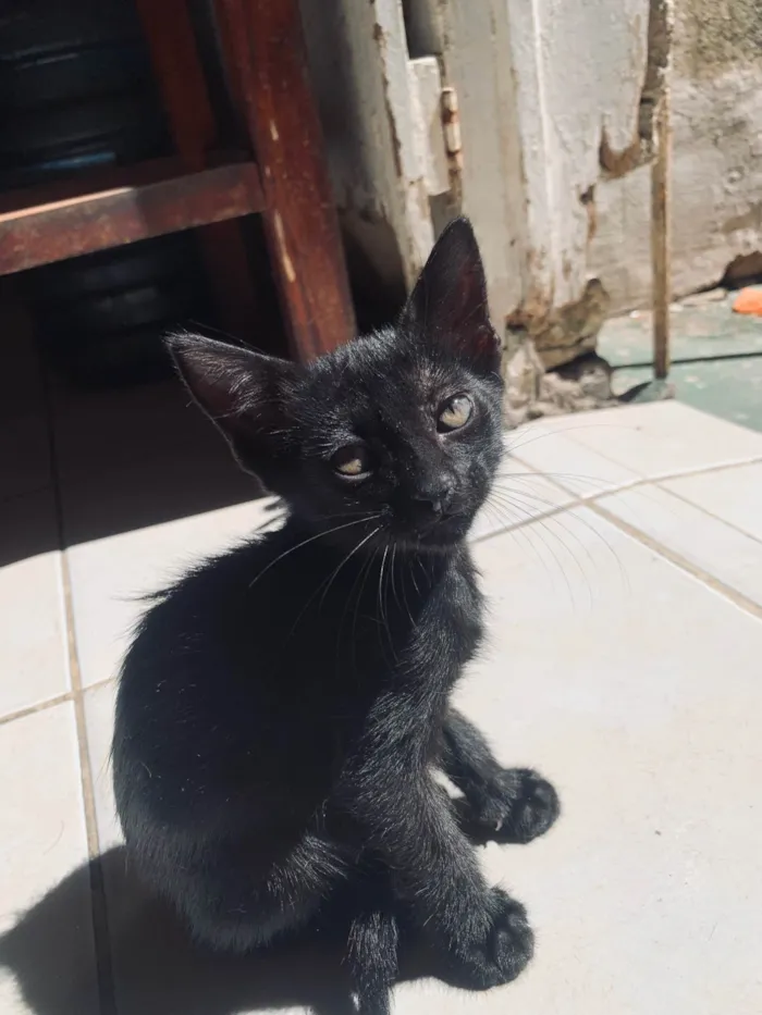 Gato ra a SRD-ViraLata idade Abaixo de 2 meses nome Não tem nome ainda 