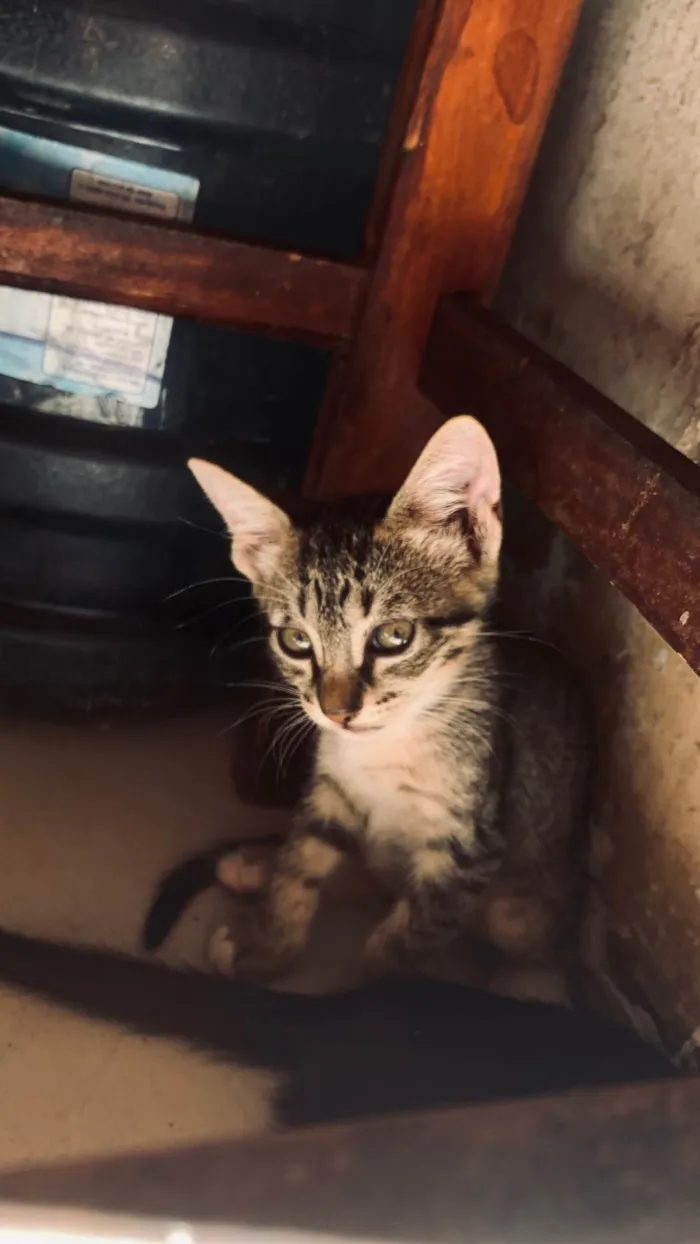 Gato ra a SRD-ViraLata idade Abaixo de 2 meses nome Não tem nome ainda 