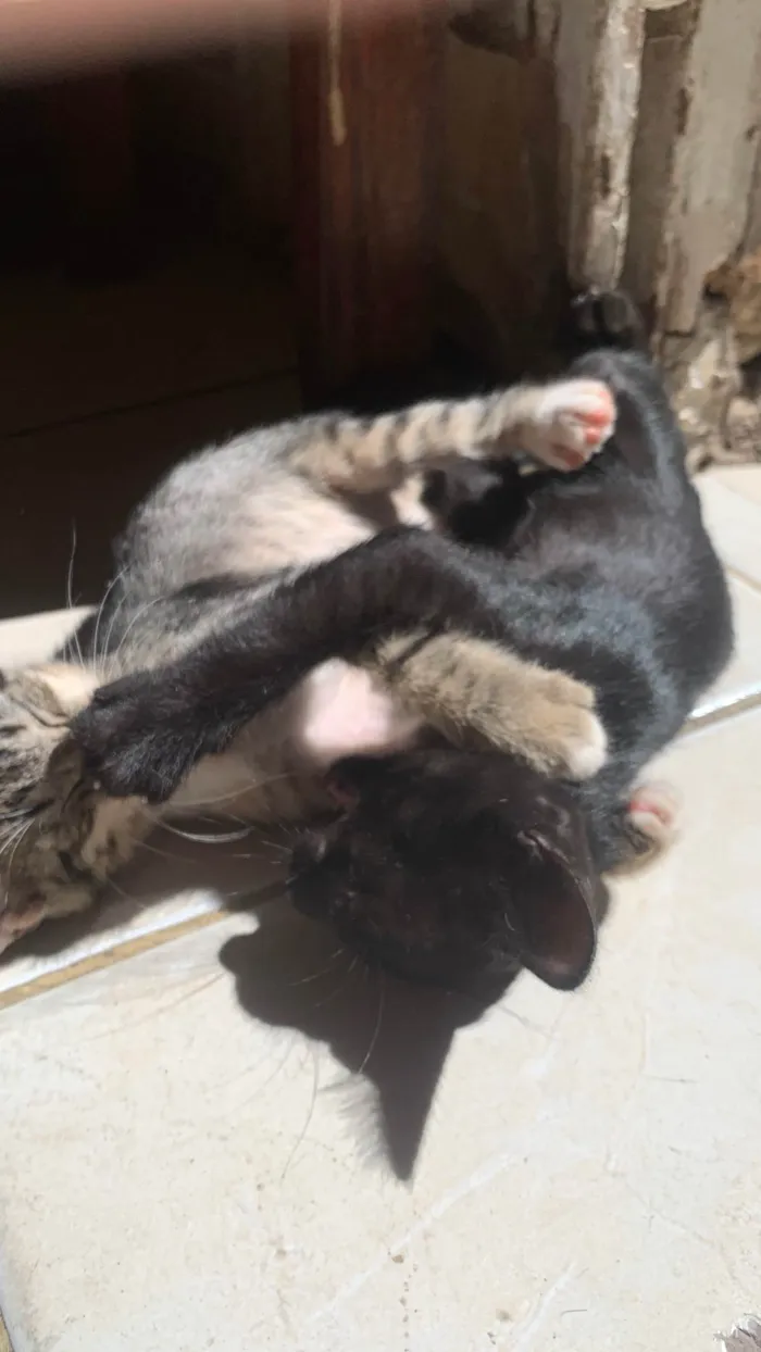 Gato ra a SRD-ViraLata idade Abaixo de 2 meses nome Não tem nome ainda 