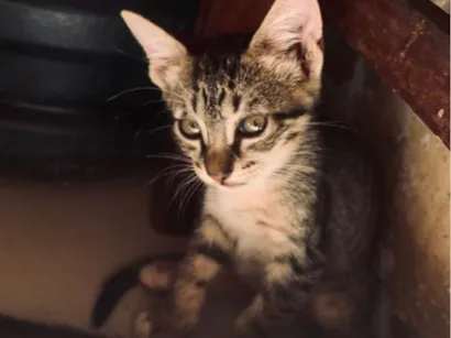 Gato raça SRD-ViraLata idade Abaixo de 2 meses nome Não tem nome ainda 