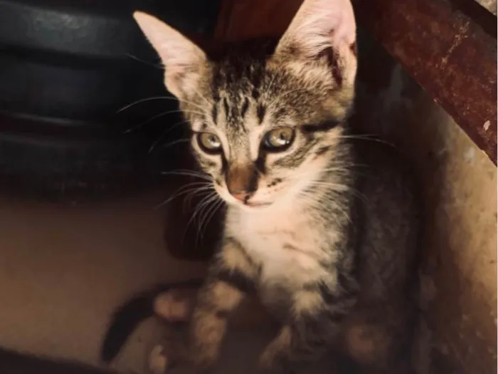 Gato ra a SRD-ViraLata idade Abaixo de 2 meses nome Não tem nome ainda 
