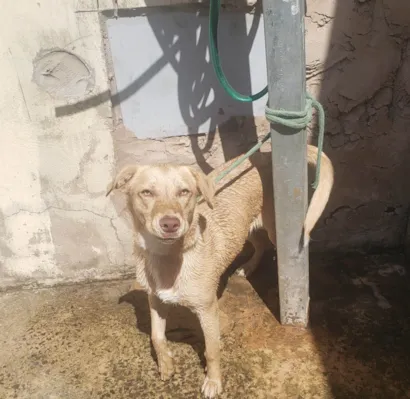 Cachorro raça SRD-ViraLata idade 7 a 11 meses nome Paçoca