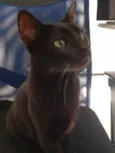 Pantera