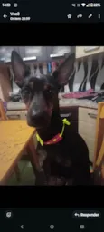 Mel