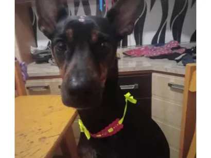 Cachorro raça SRD-ViraLata idade 5 anos nome Mel