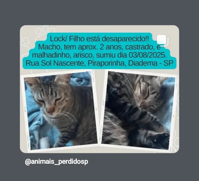 Gato ra a SRD-ViraLata idade 2 anos nome Lock