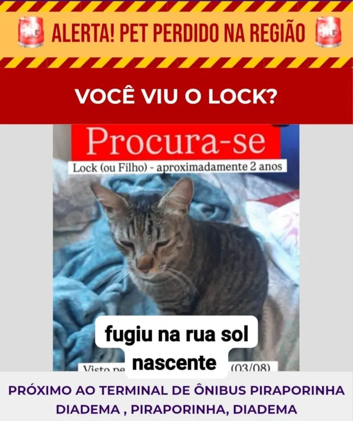Gato ra a SRD-ViraLata idade 2 anos nome Lock