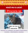 Lock