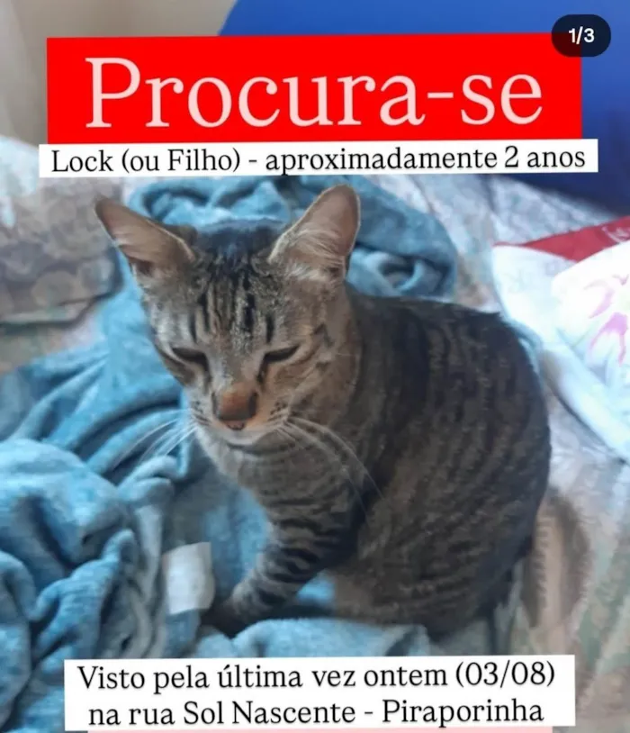 Gato ra a SRD-ViraLata idade 2 anos nome Lock