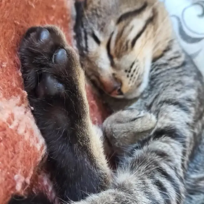 Gato ra a SRD-ViraLata idade 2 anos nome Lock