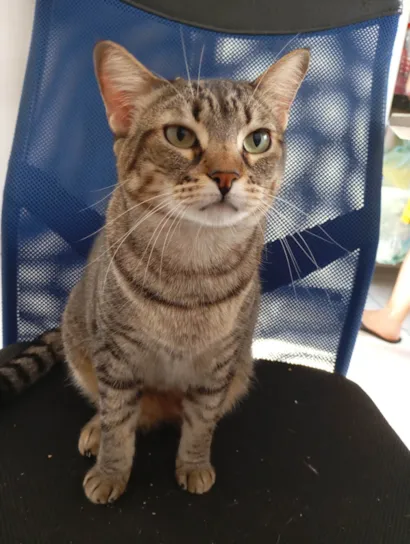 Gato raça SRD-ViraLata idade 5 anos nome Lua