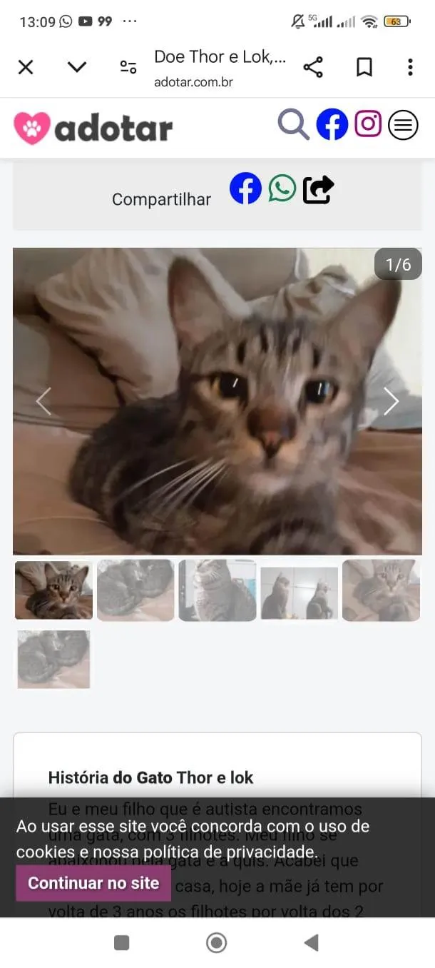 Gato ra a SRD-ViraLata idade 2 anos nome Lock
