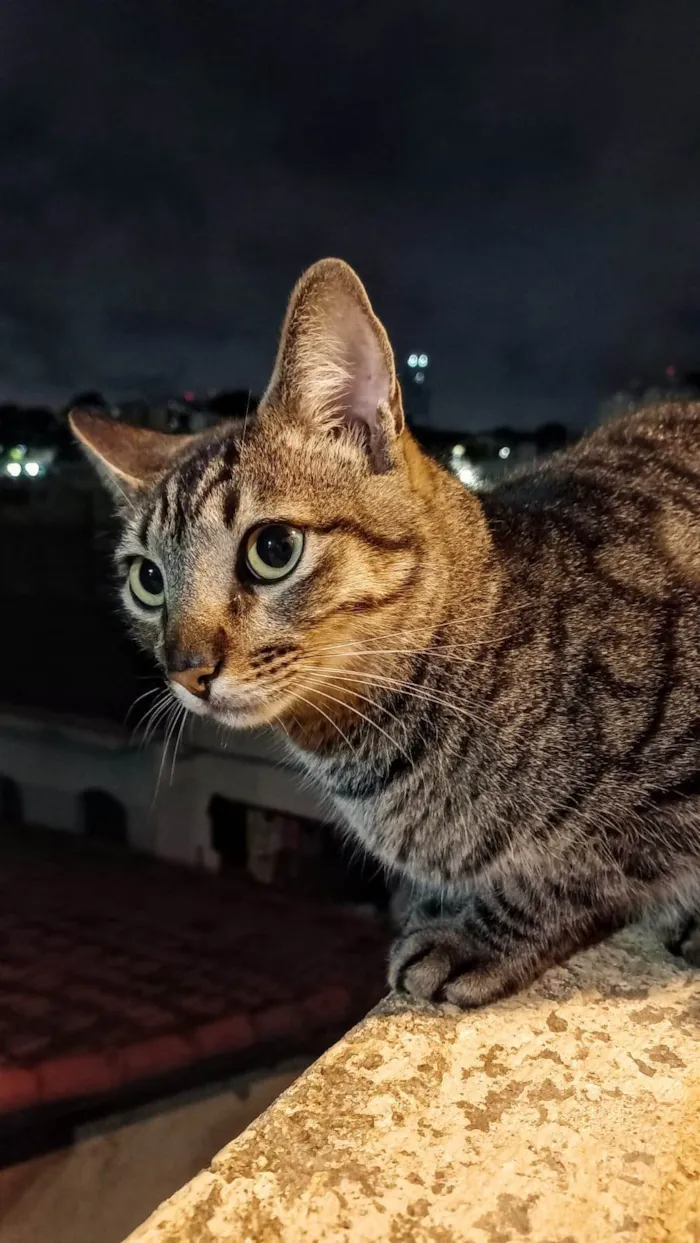 Gato ra a SRD-ViraLata idade 2 anos nome Lock