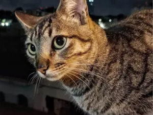 Gato raça SRD-ViraLata idade 2 anos nome Lock