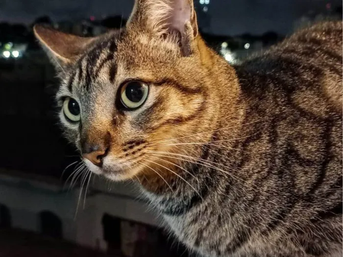 Gato ra a SRD-ViraLata idade 2 anos nome Lock