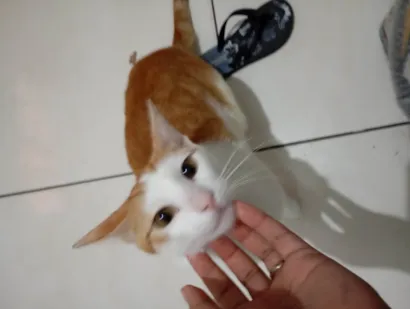 Gato raça SRD-ViraLata idade 1 ano nome Yellow Flower 