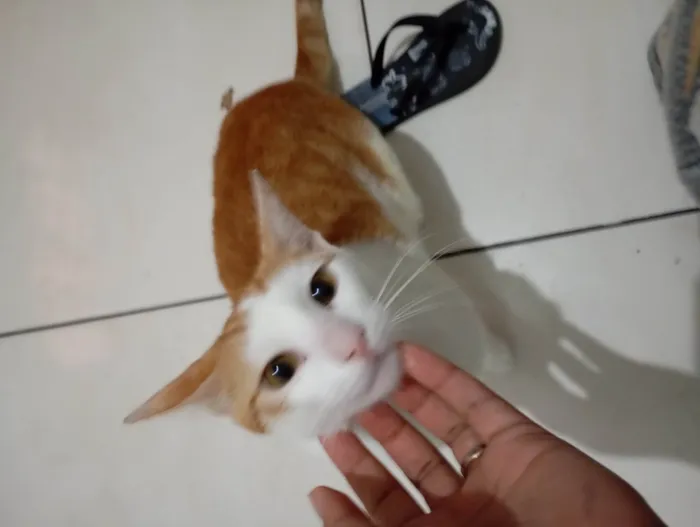 Gato ra a SRD-ViraLata idade 1 ano nome Yellow Flower
