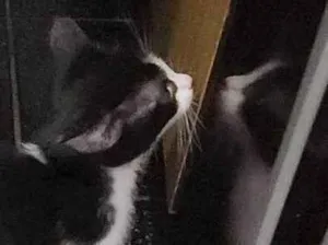 Gato raça SRD-ViraLata idade Abaixo de 2 meses nome Falar com Everli - Whats 11 98932-6454