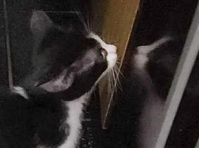 Gato ra a SRD-ViraLata idade Abaixo de 2 meses nome Falar com Everli - Whats 11 98932-6454