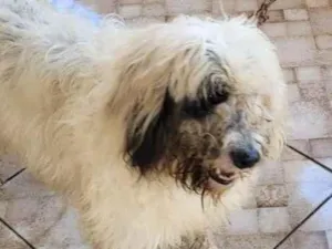 Cachorro raça SRD-ViraLata idade 2 a 6 meses nome Falar com Elizamar - Whats 11 94878-0917