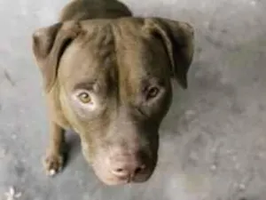 Cachorro raça Pit-Bull idade 2 a 6 meses nome Juba