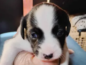 Cachorro raça SRD-ViraLata idade Abaixo de 2 meses nome Malhada
