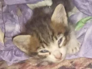Gato raça SRD-ViraLata idade Abaixo de 2 meses nome Do garota?