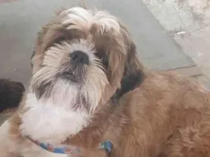 Cachorro raça Shitzu idade 3 anos nome Fred junior 