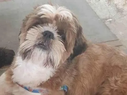 Cachorro ra a Shitzu idade 3 anos nome Fred junior 