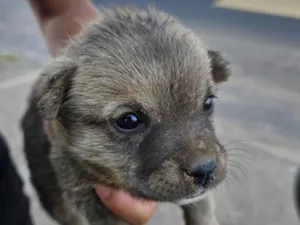 Cachorro raça SRD-ViraLata idade Abaixo de 2 meses nome Sem nome 