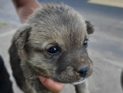 Cachorro raça SRD-ViraLata idade Abaixo de 2 meses nome Sem nome 