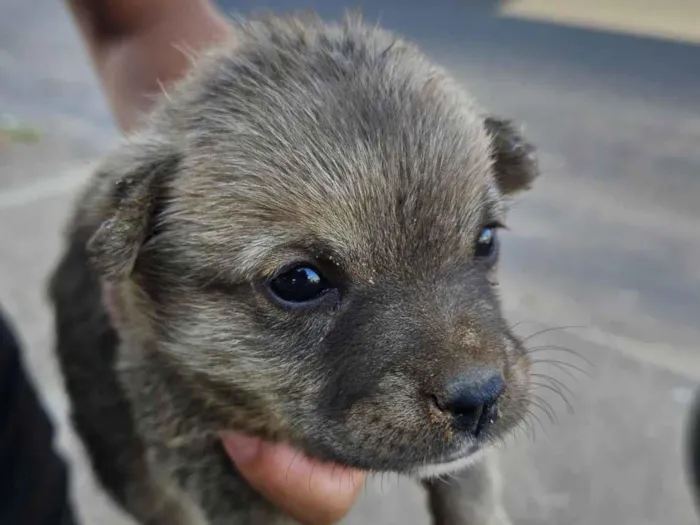 Cachorro ra a SRD-ViraLata idade Abaixo de 2 meses nome Sem nome 